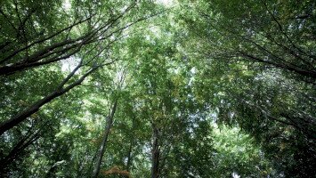 Forestry and industry – Modern Period 