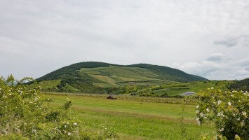Intangible heritage associated with viticulture and winery 